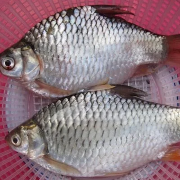 Chả cá mè vinh giá sỉ 
