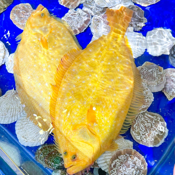 Cá thờn bơn giá sỉ