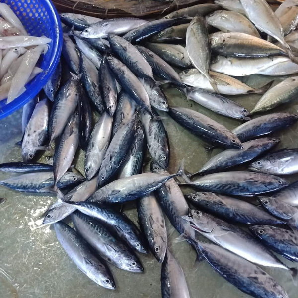 Cá thu ù loại 1 giá sỉ