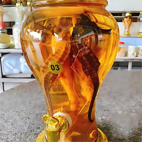 Cá ngựa khô chất lượng