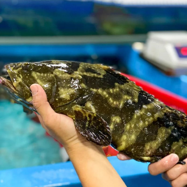 Cá mú fillet giá sỉ