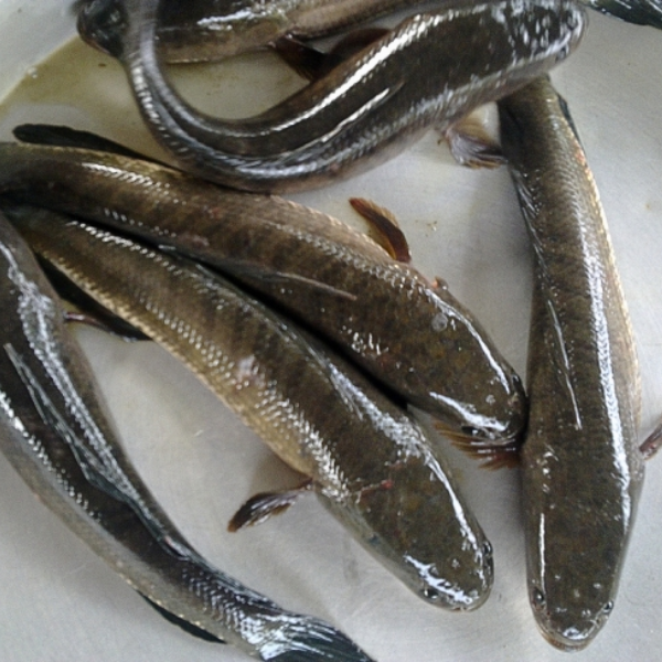 khô Cá lóc cửng