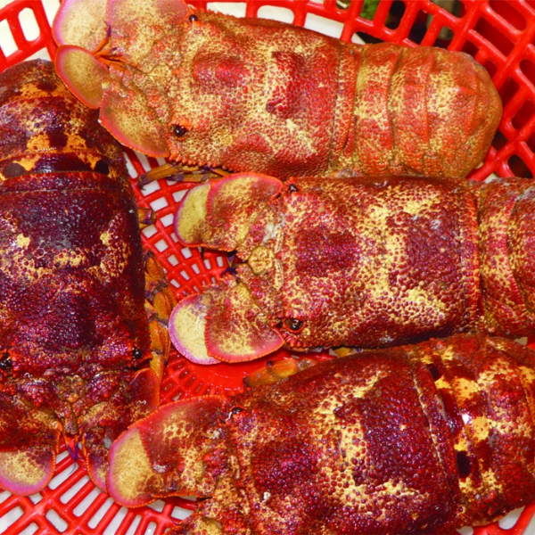 Tôm mũ ni sừng chất lượng
