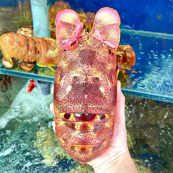 Tôm mũ ni sống chất lượng