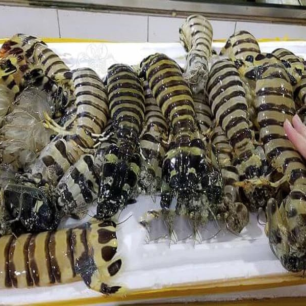 Bề Bề Chúa giá sỉ